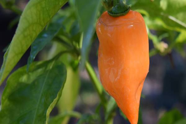 habanero pepper varieties