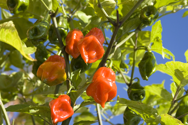 habanero pepper description