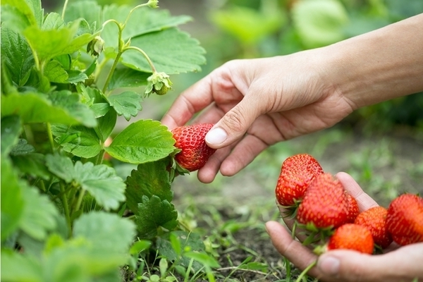 pagpapakain ng mga strawberry sa tagsibol na may lebadura