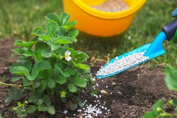 feeding strawberries in spring