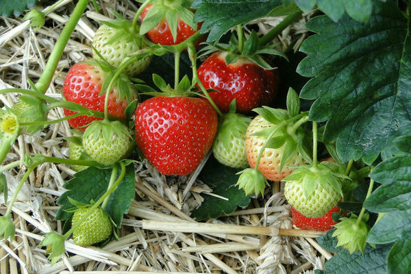 feeding strawberries during fruiting