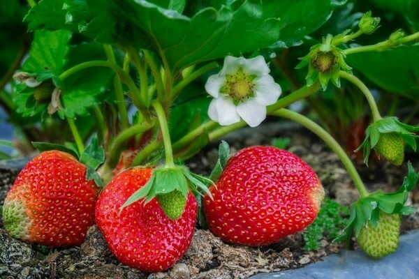 pagpapakain ng mga strawberry habang namumunga