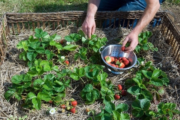 pagpapakain ng mga strawberry sa tagsibol