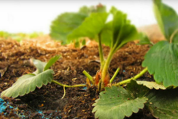 pagpapakain ng mga strawberry sa tagsibol na may mga remedyo ng katutubong