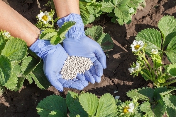 feeding strawberries during flowering