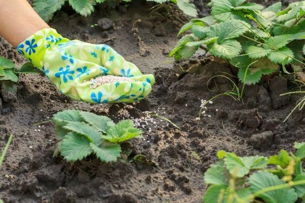 feeding strawberries in spring with iodine