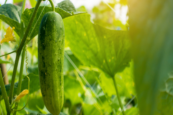 pagpapakain ng mga pipino sa lupa