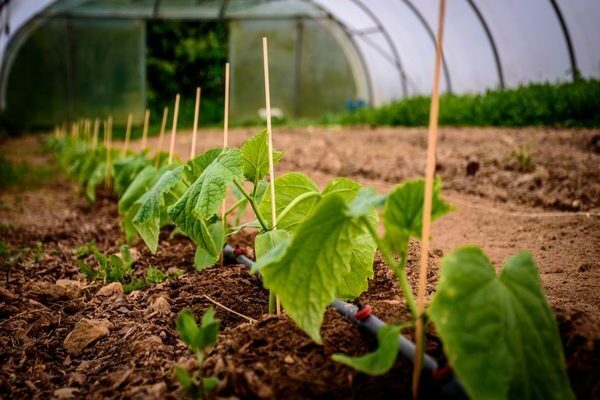 feed the cucumbers after planting