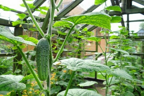 pagpapakain ng mga pipino pagkatapos itanim sa greenhouse