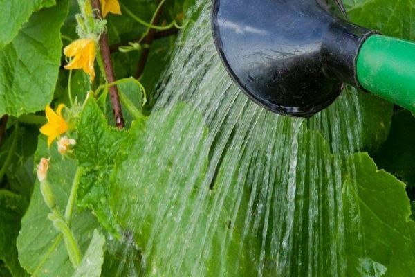 how to feed cucumbers in the greenhouse after planting