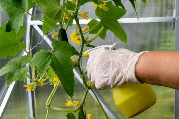  feeding cucumbers after planting in the ground