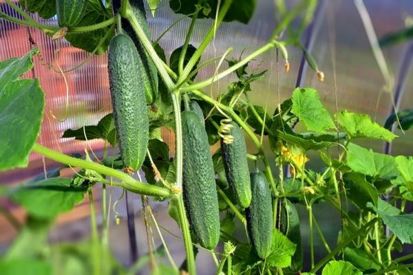 kung paano pakainin ang mga pipino pagkatapos itanim sa isang greenhouse 2