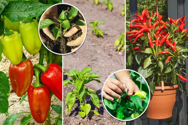 feeding peppers in the greenhouse