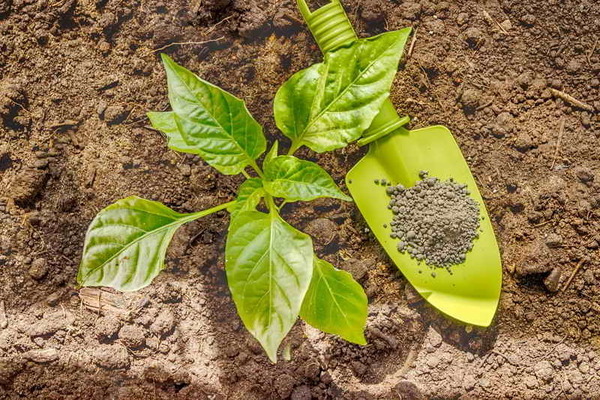 Feeding peppers with yeast