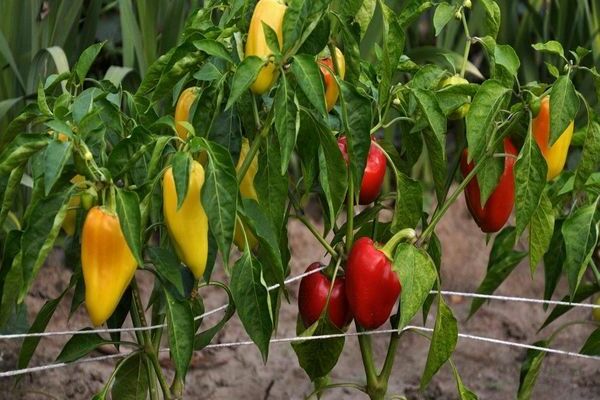 feeding pepper seedlings with yeast