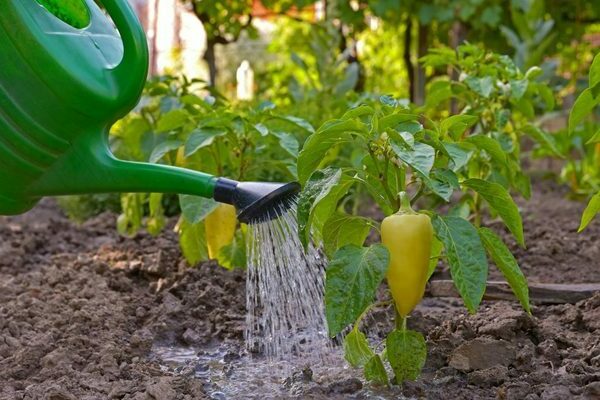 feeding pepper with yeast in the open field