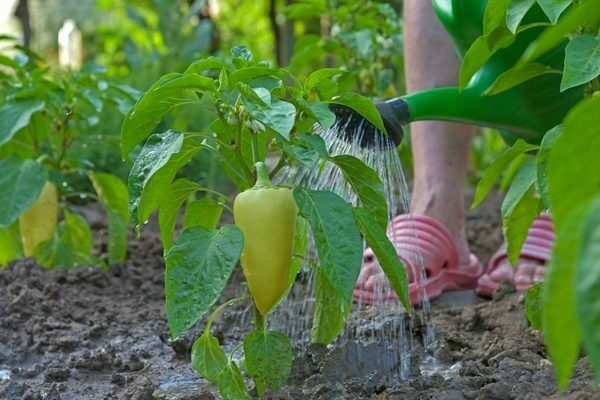 feeding peppers with yeast