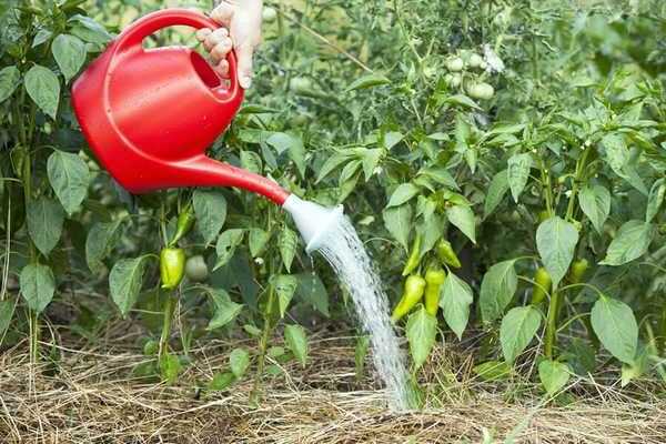 feeding pepper seedlings with yeast