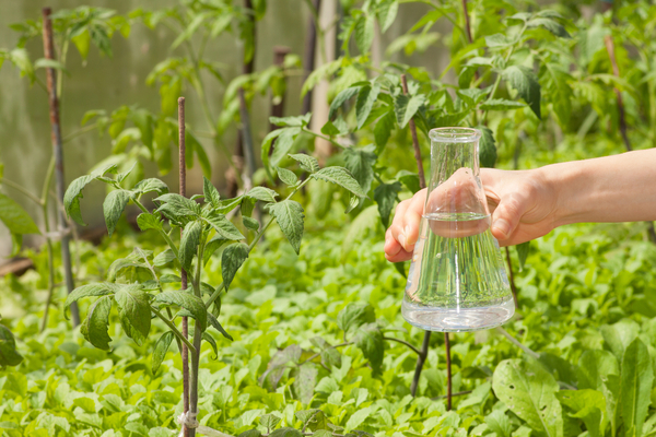 Top dressing tomato