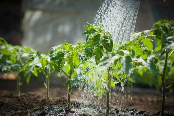 feeding tomatoes in the open field