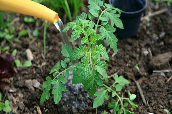 Füttern der Tomate nach dem Pflanzen