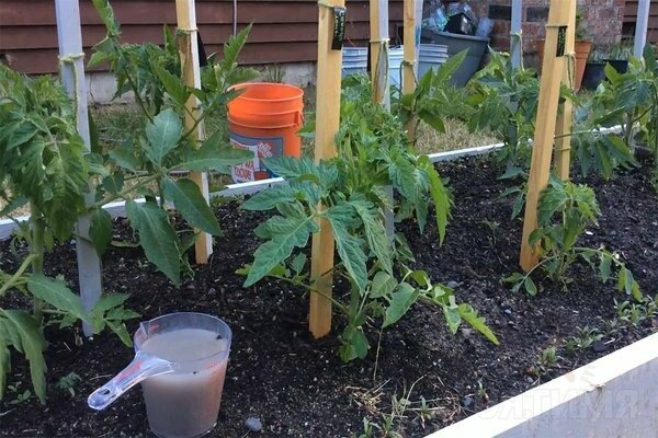 feeding the tomato after planting