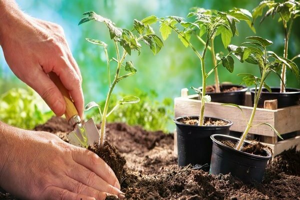 top dressing tomato