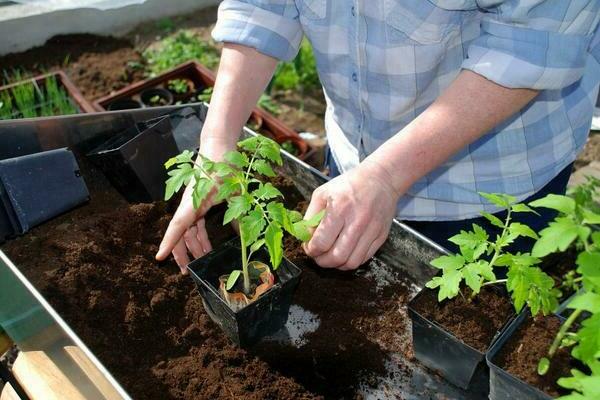 Top dressing tomato in the ground