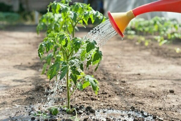 feeding tomatoes in the open field