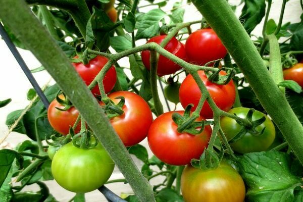 tomatoes dressing and care in the open field