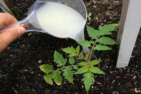 Füttern der Tomate nach dem Einpflanzen in den Boden