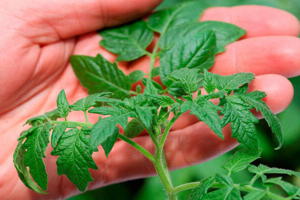 feeding tomato seedlings