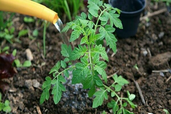 pagpapakain ng mga punla ng kamatis na may mga remedyo ng katutubong