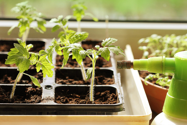 feeding tomato seedlings with folk remedies