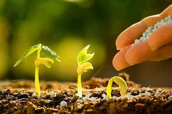 feeding tomato and pepper seedlings with ash