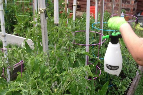 Tomatensetzlinge zu Hause füttern