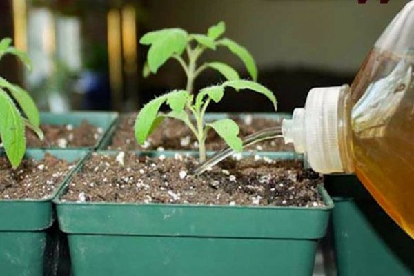 foliar feeding ng mga kamatis na may yodo