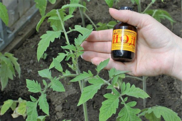 Rezept zum Füttern von Tomaten mit Jod