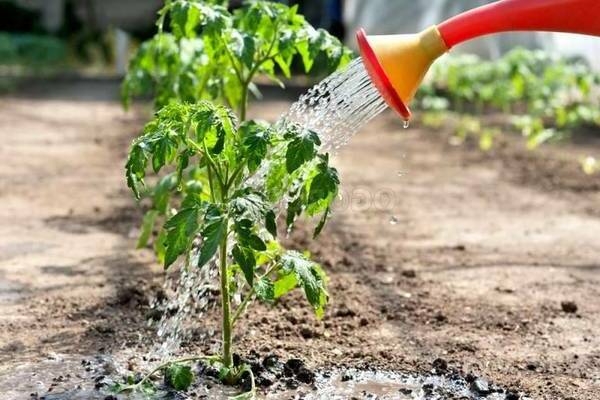 kung paano magtubig ng mga kamatis sa isang greenhouse