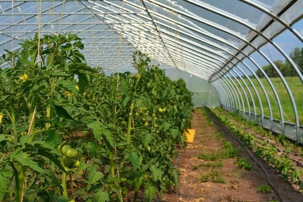 pagdidilig ng isang kamatis sa isang greenhouse