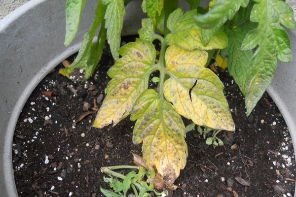 Tomaten färben sich in der Nähe von Sämlingen gelb