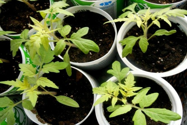 why do the leaves of tomato seedlings turn yellow