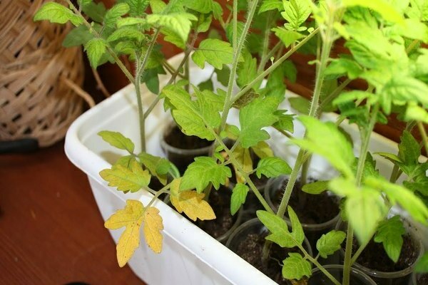 bei Tomatensetzlingen verfärben sich die Blätter gelb was tun