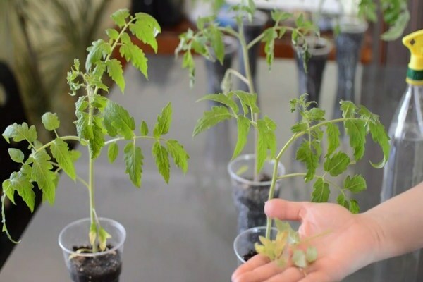 Tomatensämlinge werden gelbe Blätter Grund