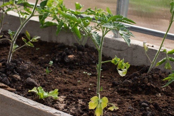 Tomatensämlinge werden gelbe Blätter Grund