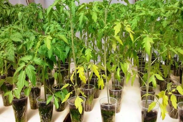 tomatoes turn yellow leaves of seedlings