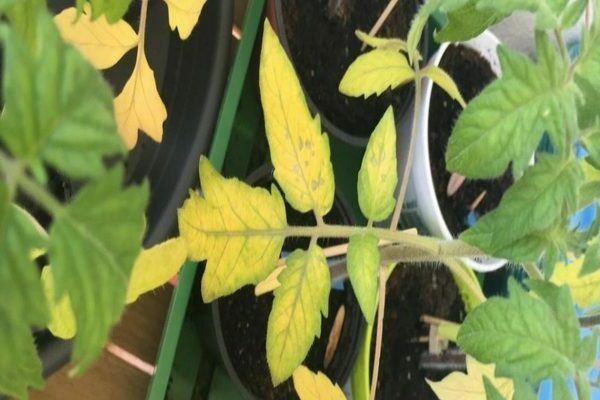 warum werden die blätter von tomatensämlingen gelb