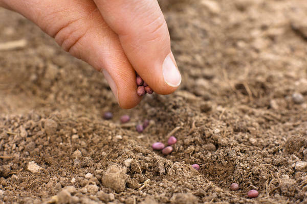 Sowing before winter