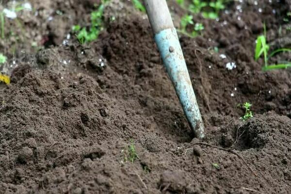 sowing onions before winter