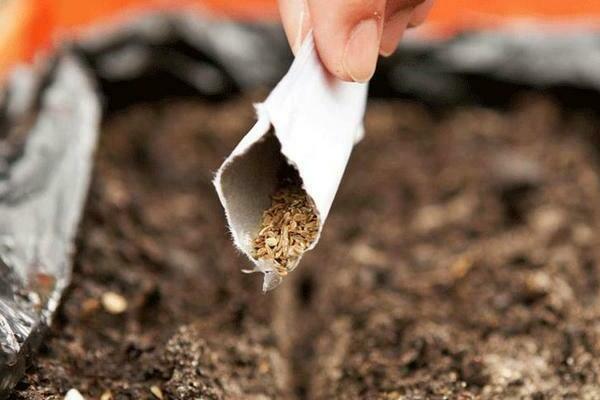 sowing carrots before winter